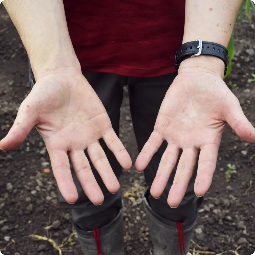 野菜に愛情を注ぐスタッフの手3